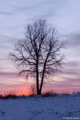 Oak Tree at Dusk