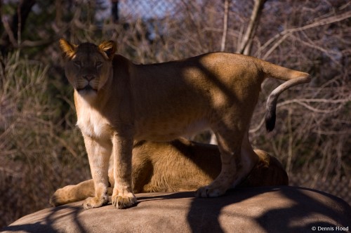 Shaded Lion