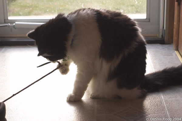 Cat With String