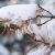 Snowy Pine Branch