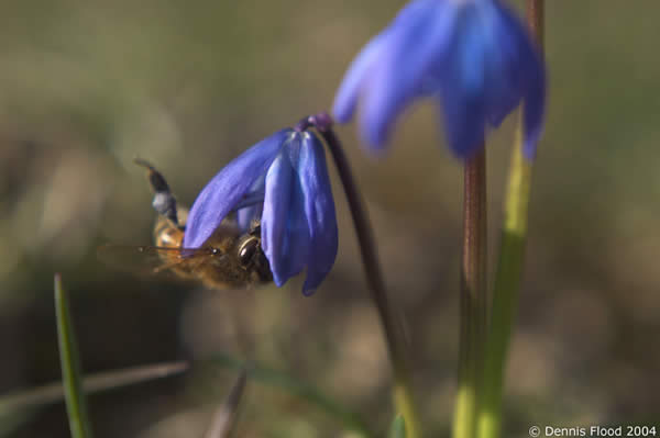 Upside-down Bee