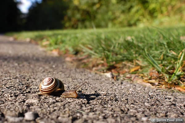 Snail