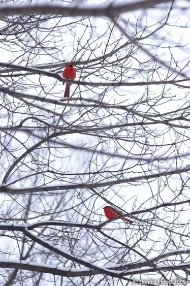 Cardinal Brothers