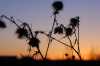 Group of Thistles