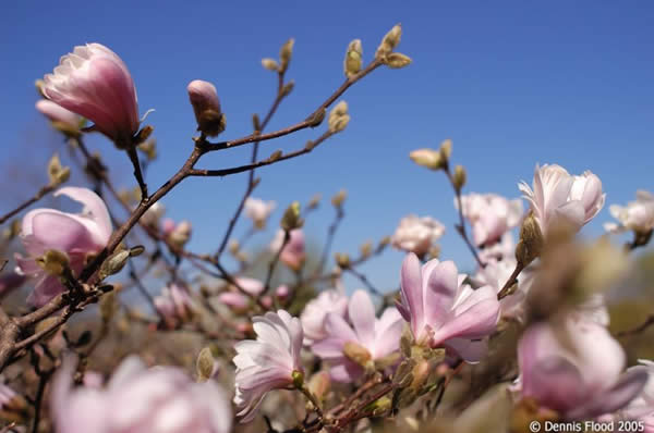 Pink Magnolias Reaching for the Sky