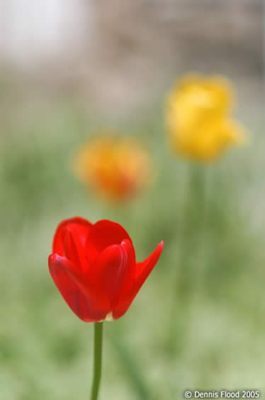 Tulip Time