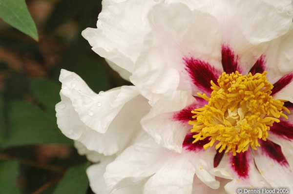 Blooming White Peony