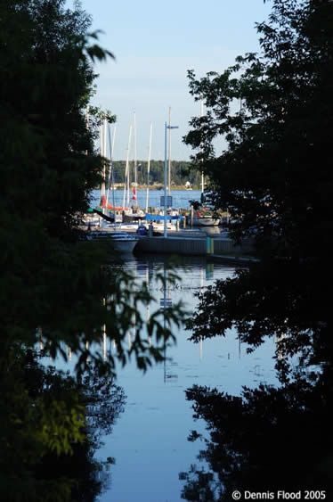 Sailboats Through Trees