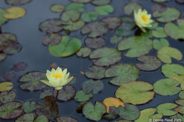 Water Lily Lotus Flower