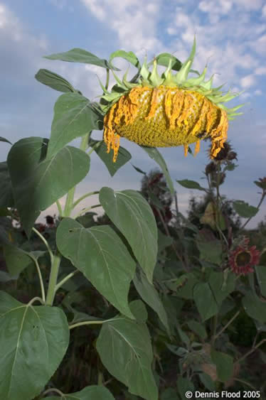 Sunflower Heading South